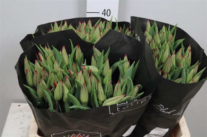 <h4>Tu En Strong Love</h4>