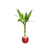 DRACENA LUCKY BAMBOO HIDROCULTURA P07