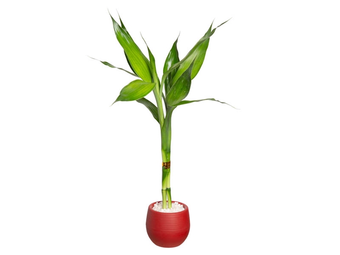 <h4>DRACENA LUCKY BAMBOO HIDROCULTURA P07</h4>