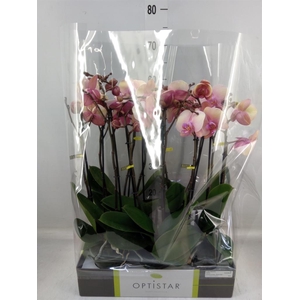 Phalaenopsis   ...rose