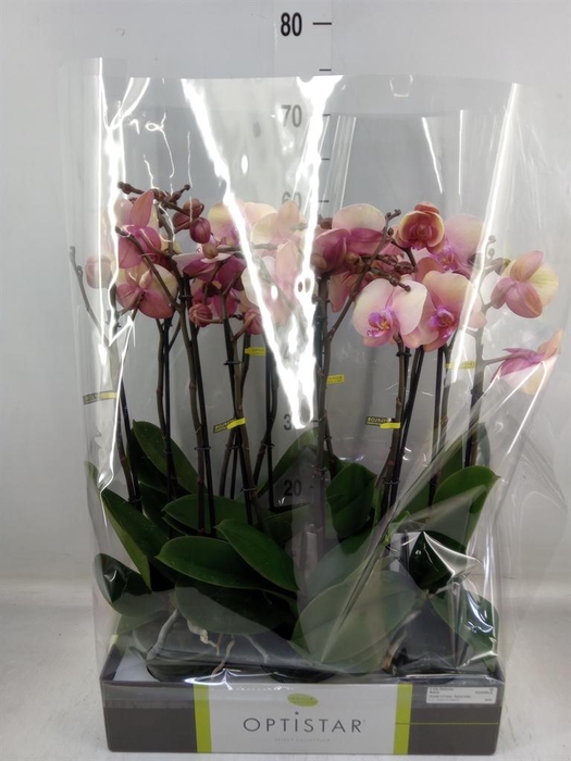 <h4>Phalaenopsis   ...rose</h4>