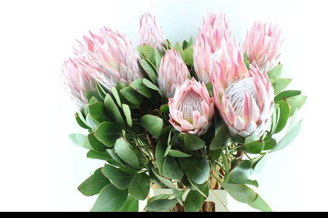 <h4>PROTEA CYNAROIDES</h4>