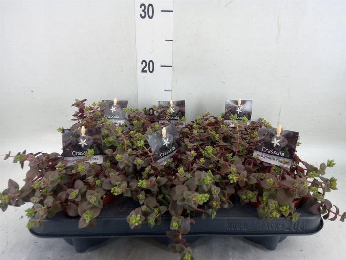 <h4>Crassula marginalis</h4>