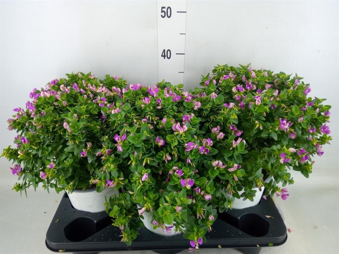 <h4>Polygala myrtifolia</h4>