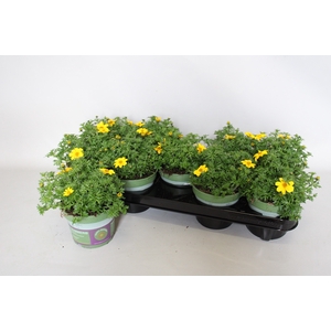 Bidens Sixbie Sun