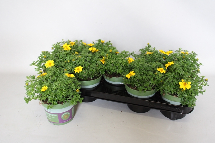<h4>Bidens Sixbie Sun</h4>