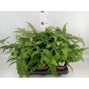 Adiantum tenerum 'Scutum Roseum'