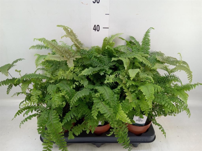 <h4>Adiantum tenerum 'Scutum Roseum'</h4>