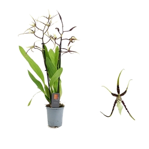 Inca Brassia Toscane 2 spike 9cm