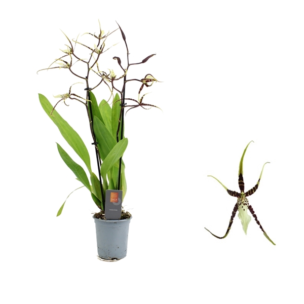 <h4>Inca Brassia Toscane 2 spike 9cm</h4>