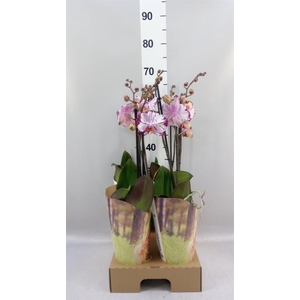 Phalaenopsis  'FC Magic Art'