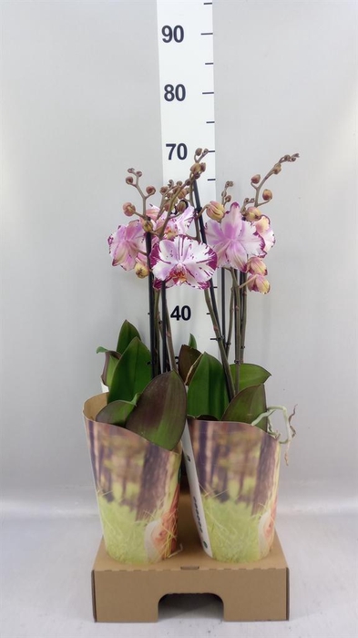 <h4>Phalaenopsis  'FC Magic Art'</h4>