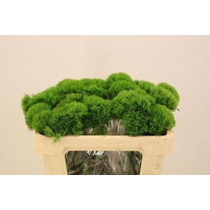 Dianthus barb Kiwi Mellow