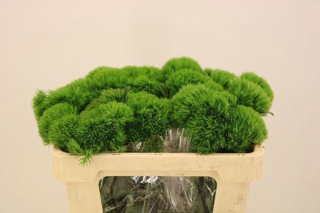 <h4>Dianthus barb Kiwi Mellow</h4>