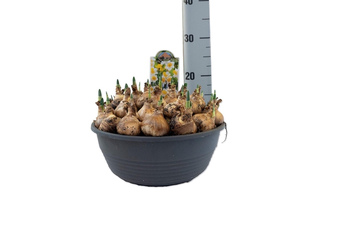 <h4>Narcissus   ...</h4>