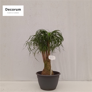 Beaucarnea vertakt op nummer 10
