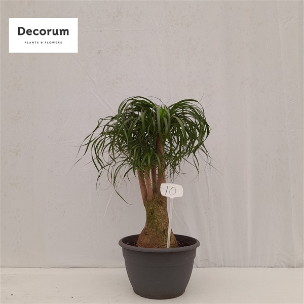 <h4>Beaucarnea vertakt op nummer 10</h4>