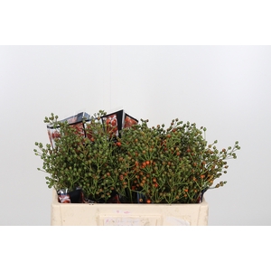 Rosa Aut Rosefruits