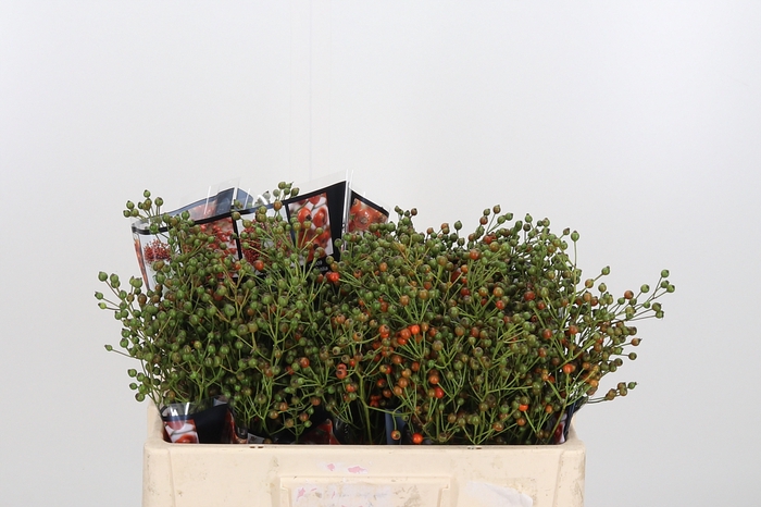 <h4>Rosa Aut Rosefruits</h4>