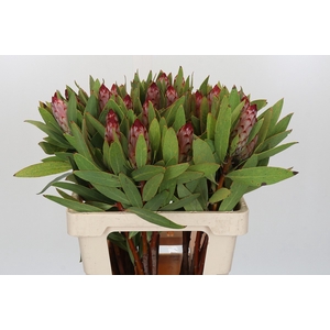 Protea Robijn
