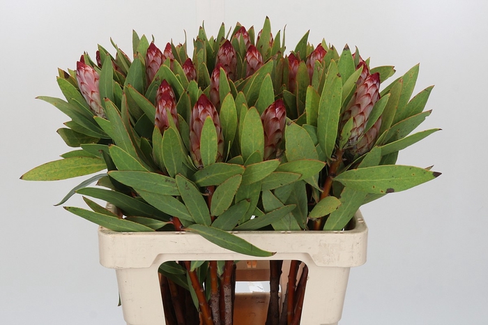 <h4>Protea Robijn</h4>