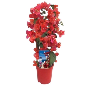 Bougainvillea Dania