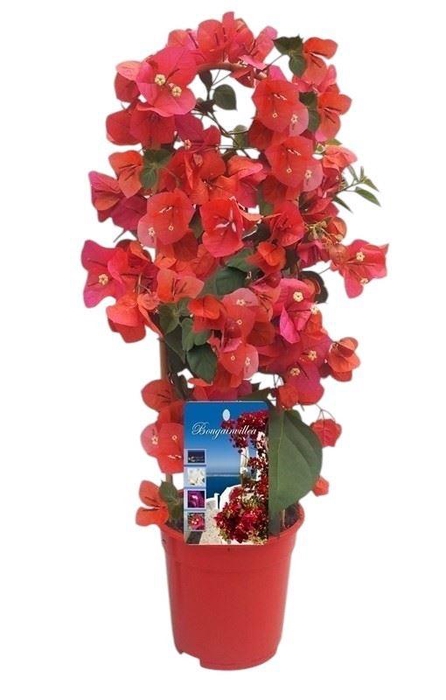 <h4>Bougainvillea Dania</h4>