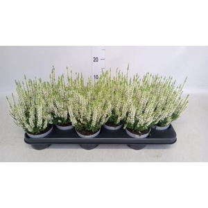 Calluna vulg. 'Beauty L Vera'