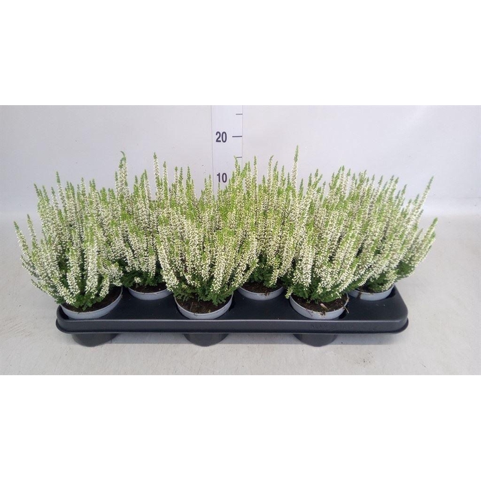 <h4>Calluna vulg. 'Beauty L Vera'</h4>