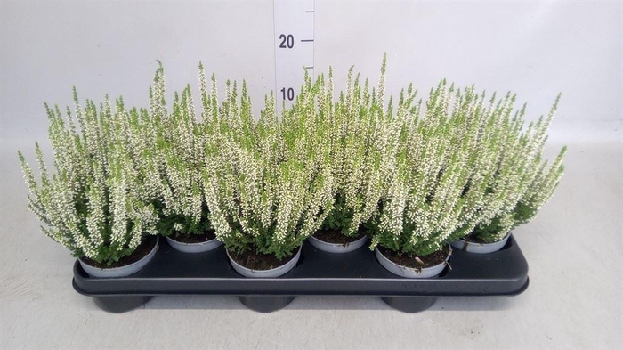 Calluna vulg. 'Beauty L Vera'
