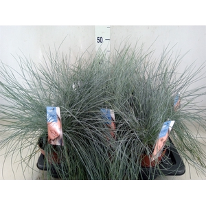 Festuca glauca 'Intens Blue'