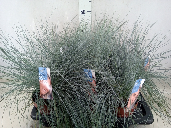 <h4>Festuca glauca 'Intens Blue'</h4>