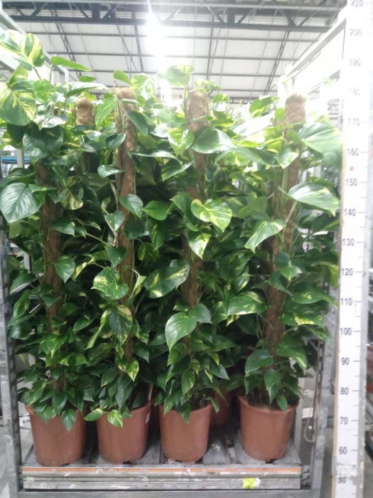 <h4>Epipremnum pinn.   ...moss stick</h4>