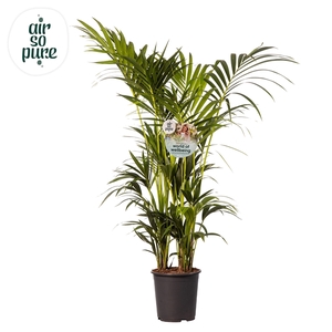 KENTIA - P27 H150 - 12PP - Air So Pure (Howea forsteriana)