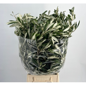 Leaf olive per bunch