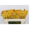 Kaaps Groen Lanug. yellow