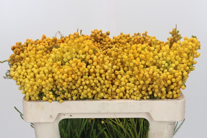 Kaaps Groen Lanug. yellow