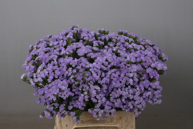 <h4>LIM S DONAU BIRDS</h4>