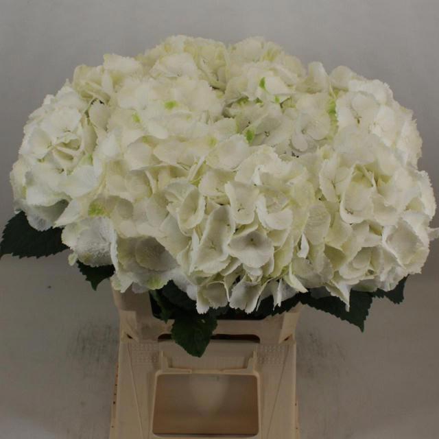 <h4>HYDR M SCHNEEBALL</h4>