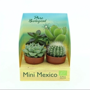 Bio Succulent mini 226-MEXICODO