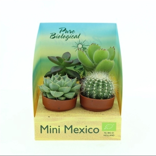 <h4>Bio Succulent mini 226-MEXICODO</h4>