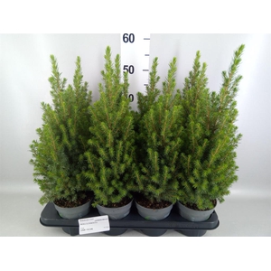 Picea glauca 'Perfecta'