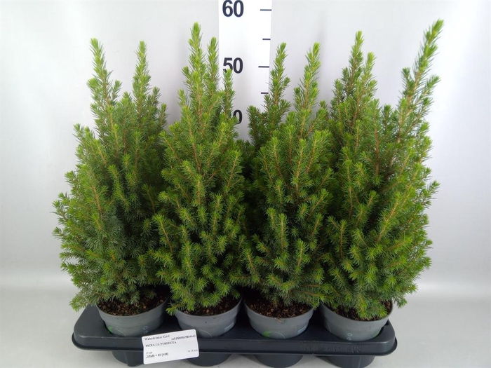 <h4>Picea glauca 'Perfecta'</h4>
