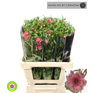 RAN N MODERN ENERGIA