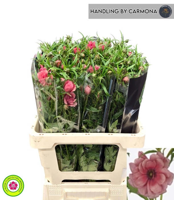 <h4>RAN N MODERN ENERGIA</h4>