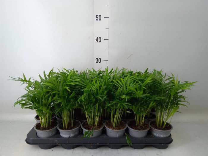 <h4>Chamaedorea elegans</h4>