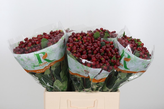 <h4>Hyp Mag Cherry</h4>