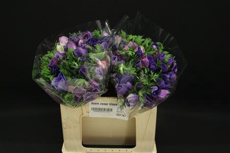 <h4>Anem Zwaar Blauw</h4>