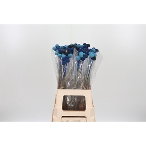 Craspedia Blue Mix