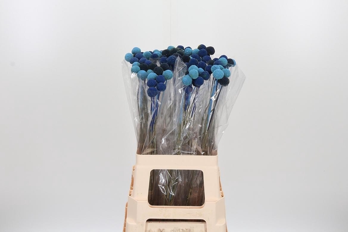 <h4>Craspedia Blue Mix</h4>